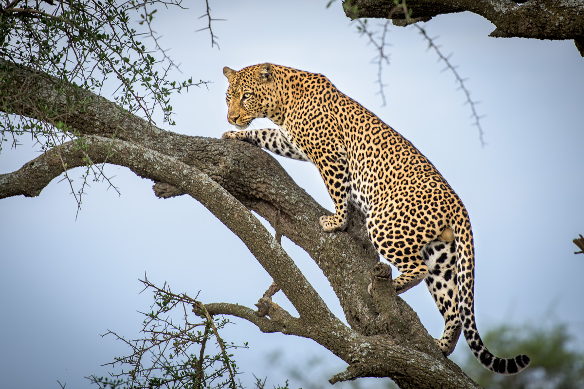 After spending time gorging on an earlier kill, this large male leopard decides to move to a higher vantage point in this old acacia.